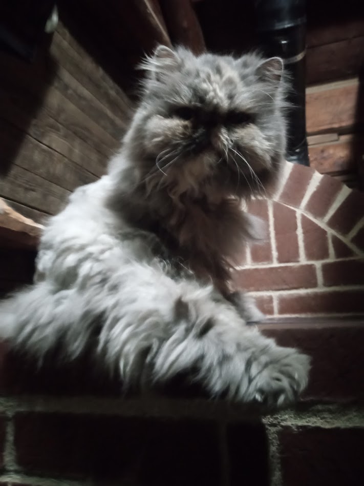 summer-2025-persian-cat