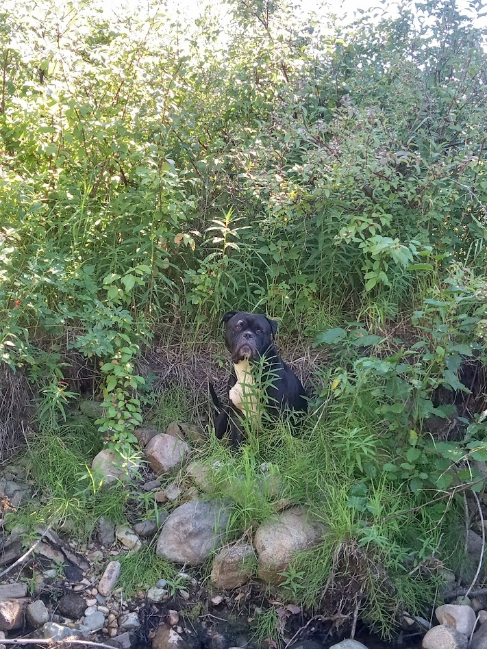 summer-2025-roscoe-by-creek